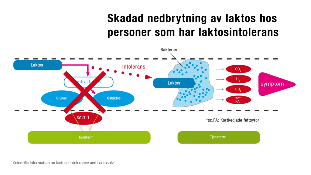 Nedbrytning av laktos - laktosintolerans