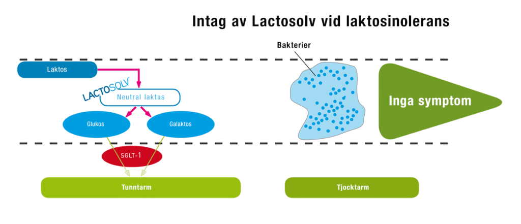 Lactosolv laktosintolerans förklaring