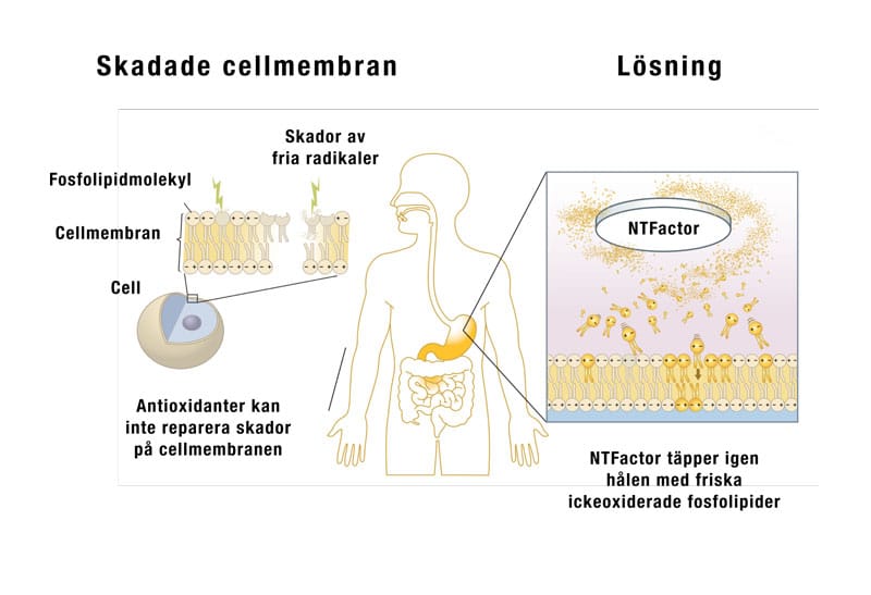 Skadade cellmembran lösning