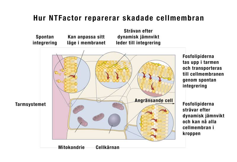 NTFactor reparerar skadade cellmembran