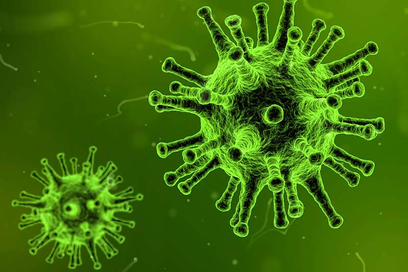 Forskare tror på Quercetin mot virus