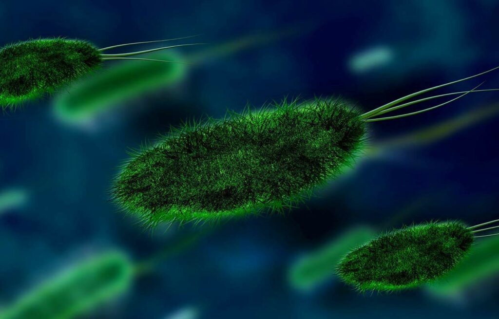 Bakterier