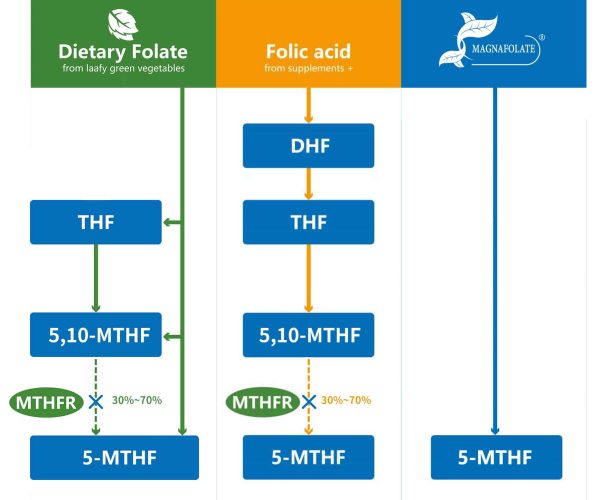 Magnafolate comparison folic acid